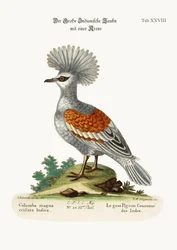 Die große gekrönte Taube, 1749-73